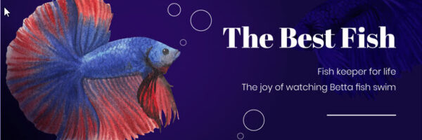 Betta Fish Facts logo